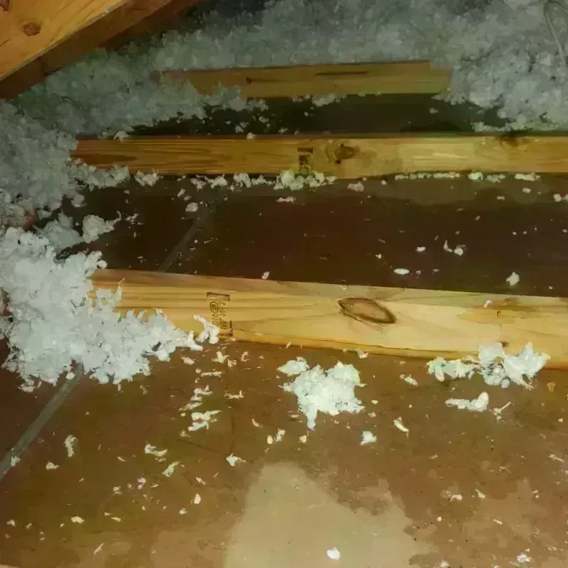 Attic Water Damage in Saint Jacob, IL