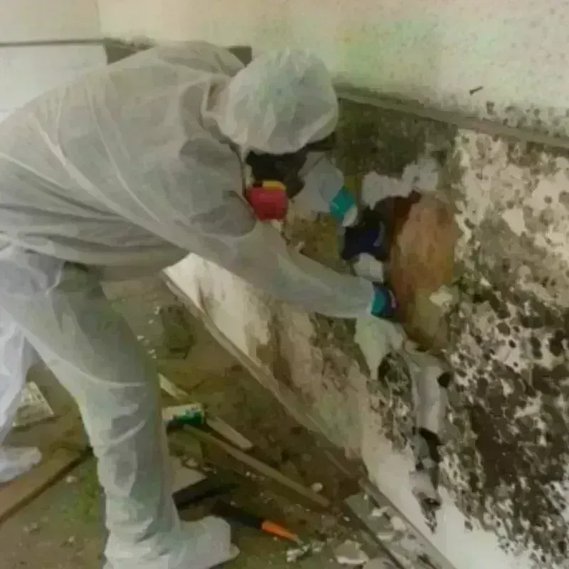 Mold Remediation and Removal in Saint Jacob, IL